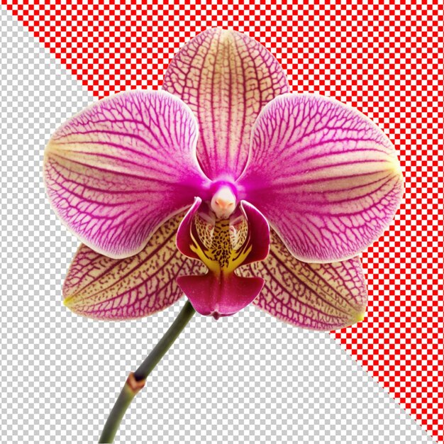 PSD orchids flower