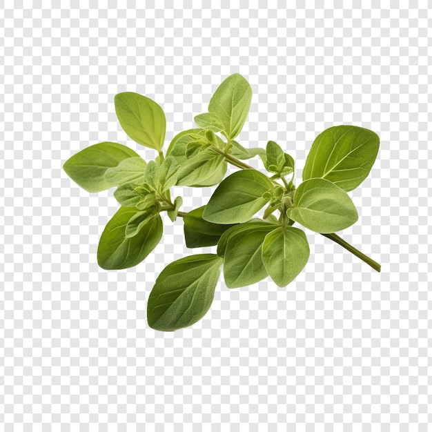 Oregano that has been dried isolated on transparent background