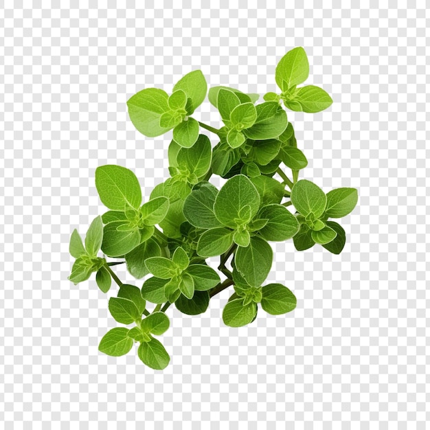 PSD oregano that has been dried isolated on transparent background