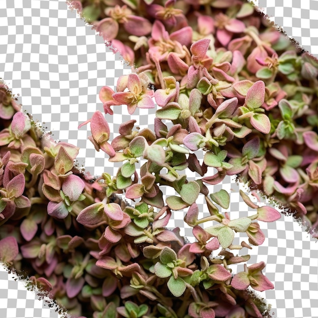 PSD oregano that has been dried transparent background