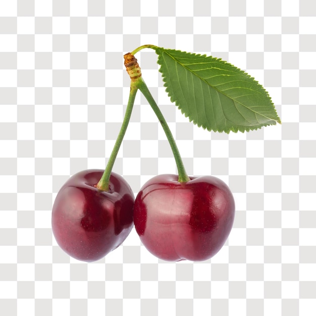 Organic cherry with leaf no background