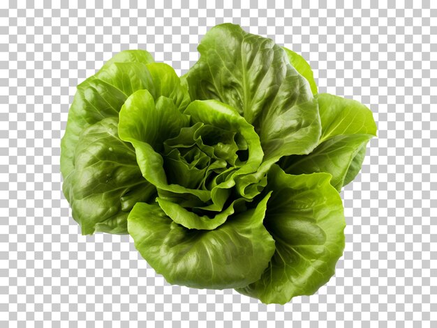 PSD organic green oakleaf lettuce isolated on transparent background png psd