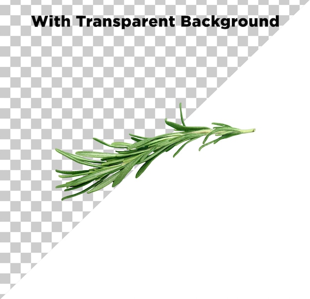organic rosemary png psg isolated on transparent background