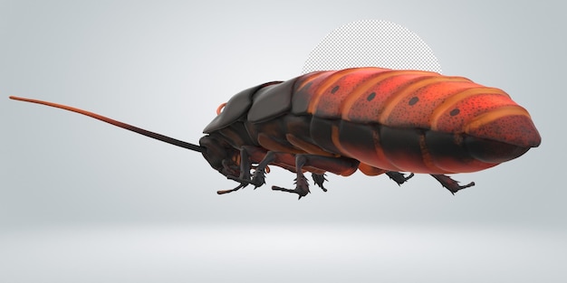 oriental cockroach isolated on a transparent background