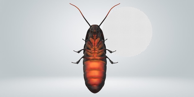 oriental cockroach isolated on a transparent background