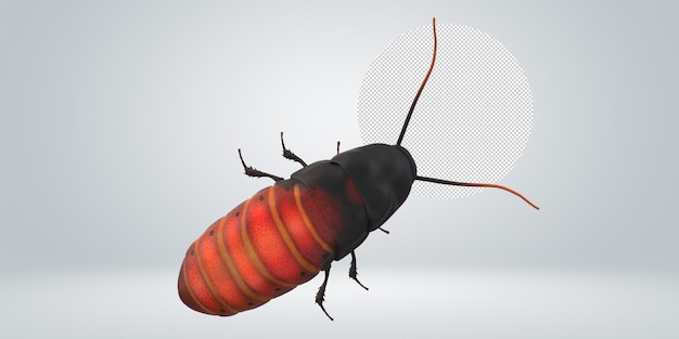 PSD oriental cockroach isolated on a transparent background