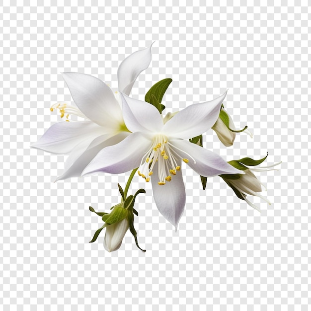 Orlik Kwiat Na Przezroczystym Tle
