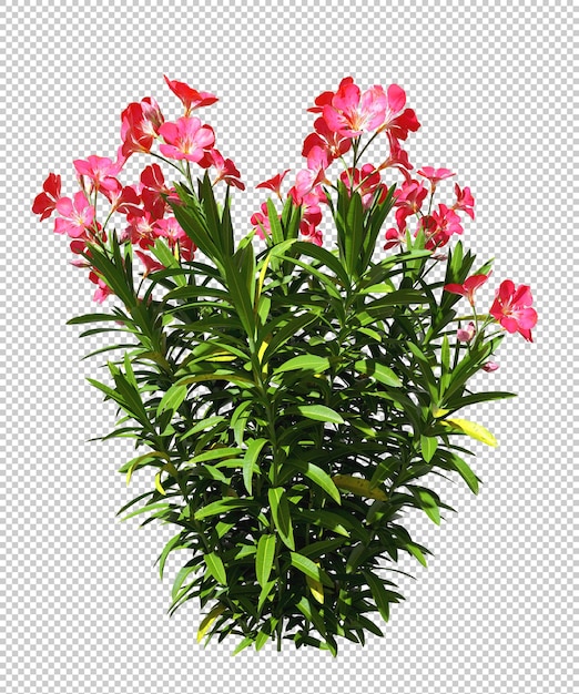 Ornamental shrub flowery plants cutout backgrounds 3d rendering