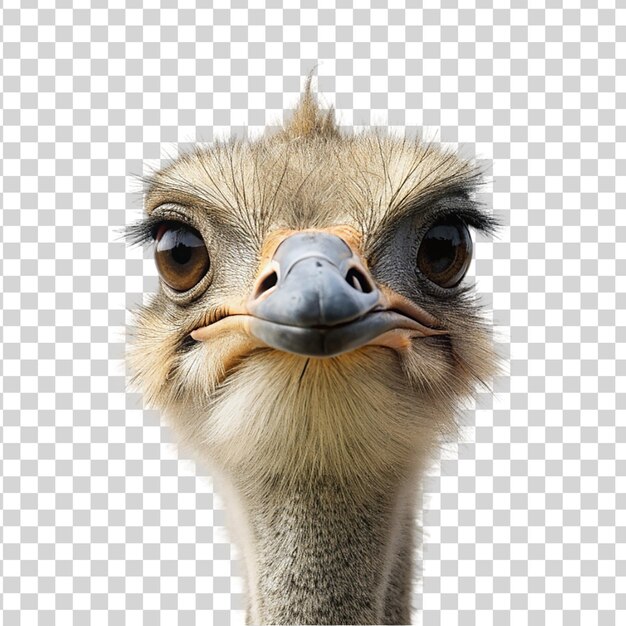 PSD ostrich head isolated on transparent background