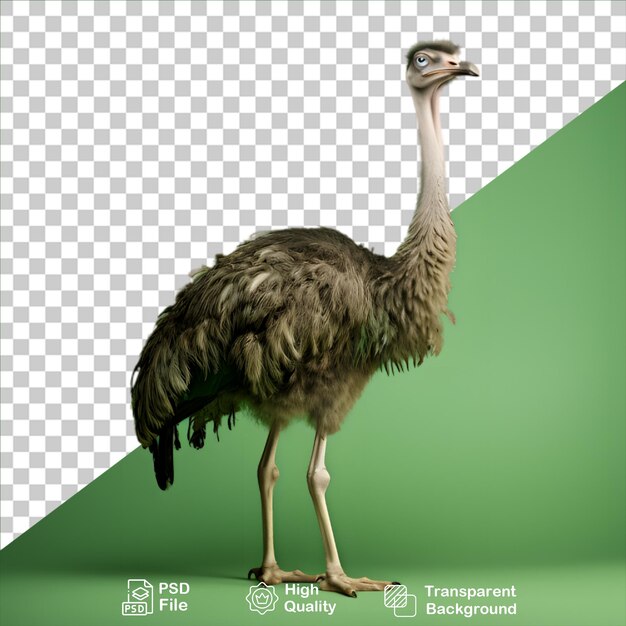 PSD ostrich isolated on transparent background or green include png file