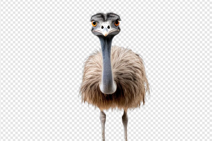 PSD ostriches in the wild isolated on transparent background