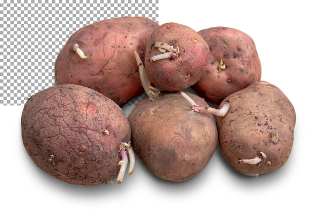 Oude aardappelen met gekiemde spruiten geïsoleerd op transparante achtergrond