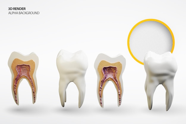 PSD Внешняя и внутренняя структура зуба анатомия зуба