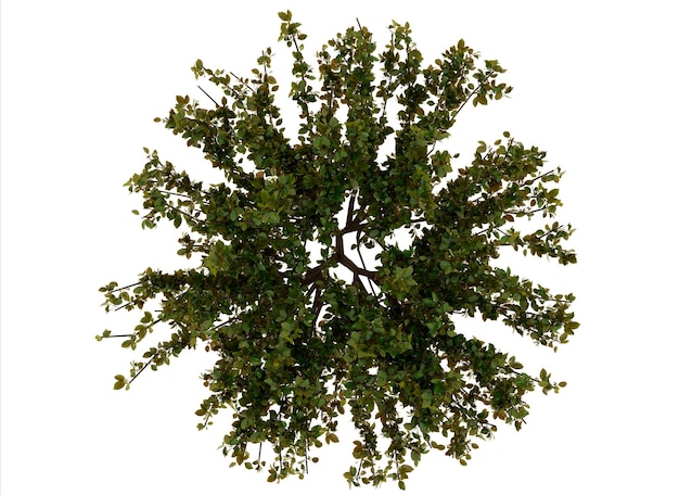 overhead view of lush green tree