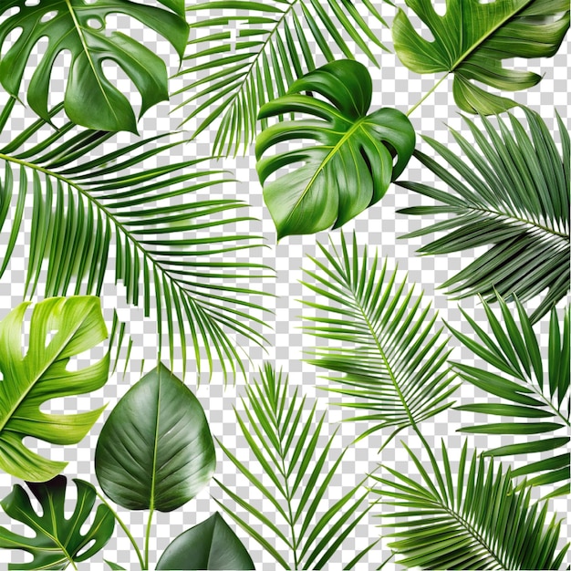 PSD overlay texture border of fresh green tropical plants isolated on transparent background