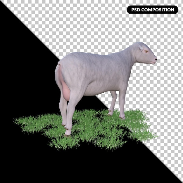 PSD owce na białym tle renderowania 3d