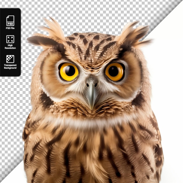 PSD owl portrait isolated on a transparent background