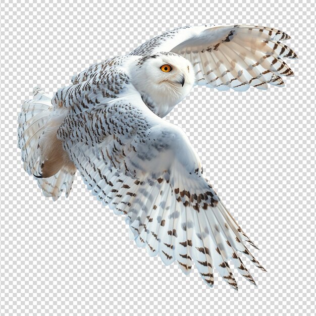 PSD owl on white isolated