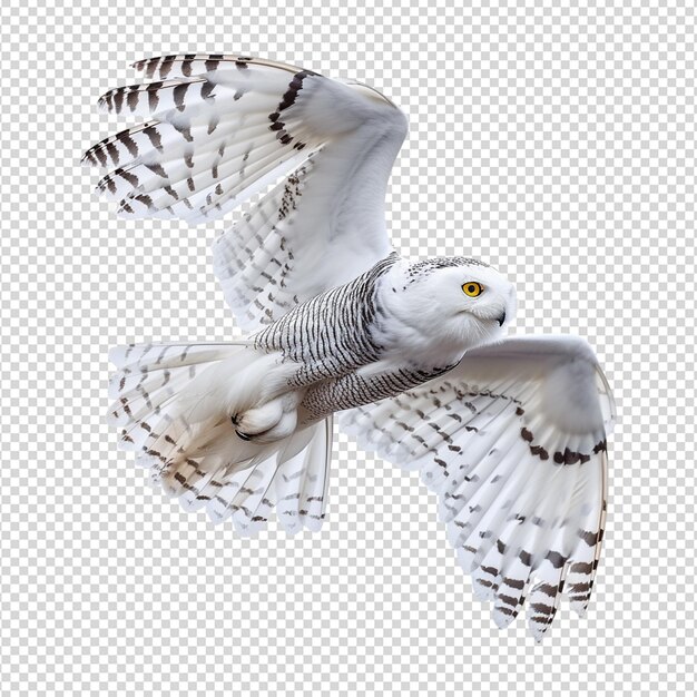 PSD owl on white isolated