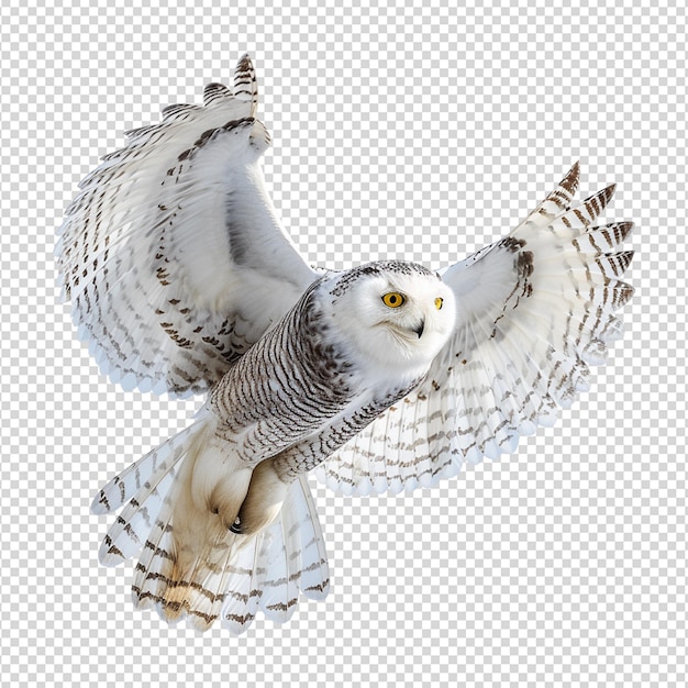 PSD owl on white isolated