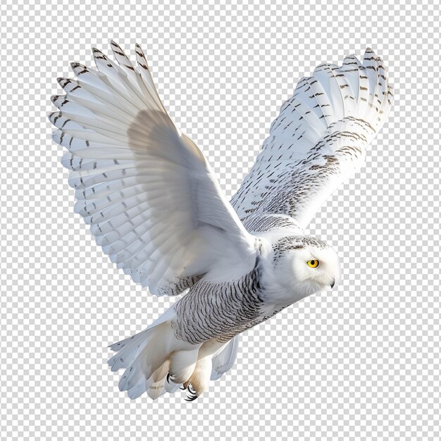 PSD owl on white isolated