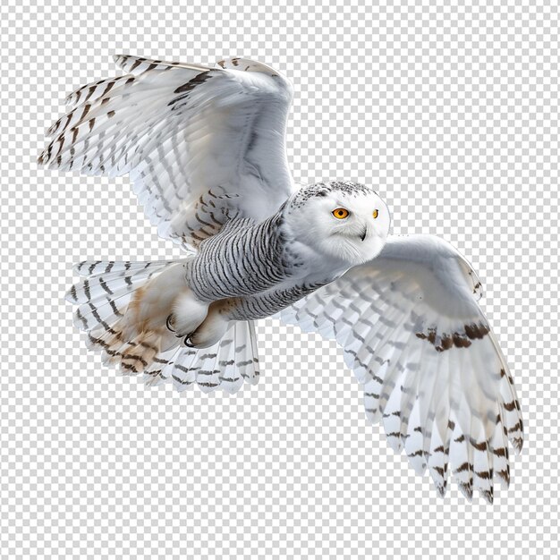 PSD owl on white isolated