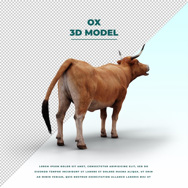 Ox isolated