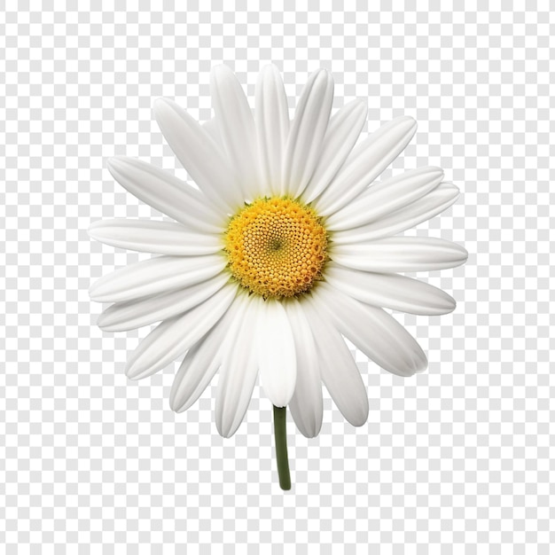 PSD oxeye daisy flower png isolated on transparent background