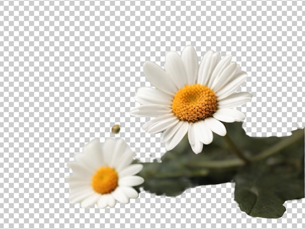 PSD 투명한 배경에 고립 된 oxeye 꽃