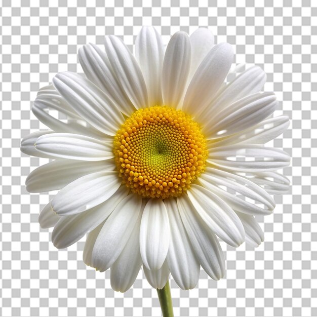 PSD oxeye flower isolated on transparent background