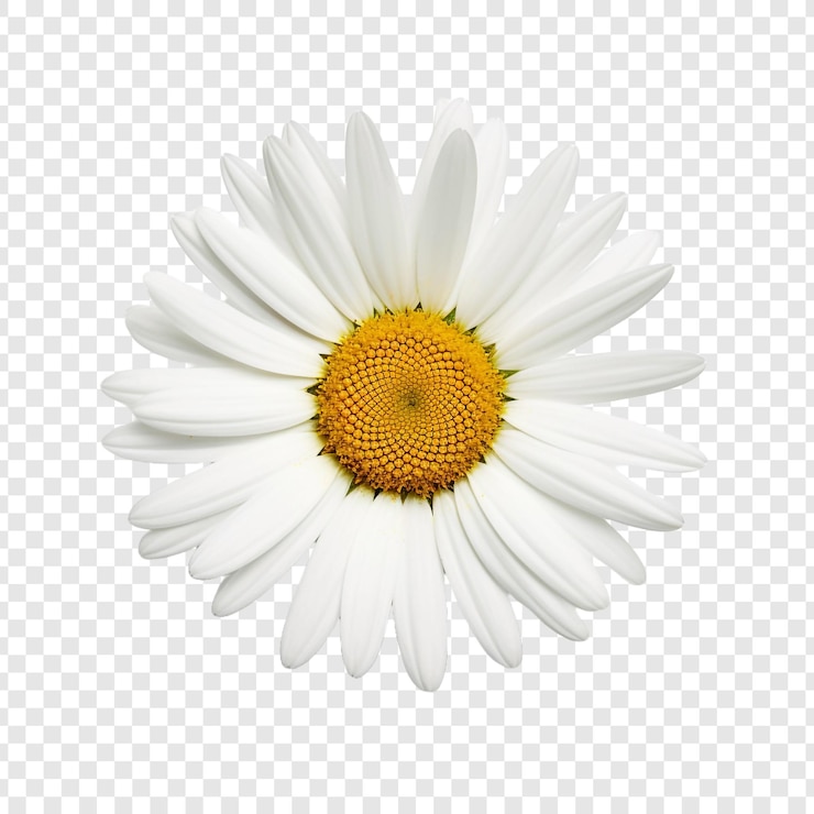 PSD oxeye flower isolated on transparent background
