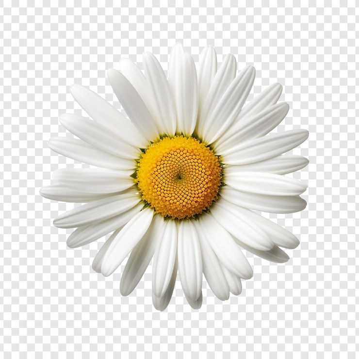 PSD oxeye flower isolated on transparent background