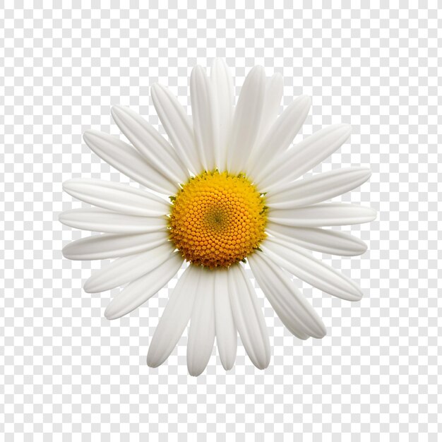 PSD oxeye flower isolated on transparent background