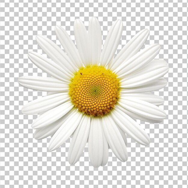 PSD oxeye flower isolated on transparent background