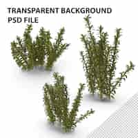 PSD oxygenation elodea plant for fish tank png