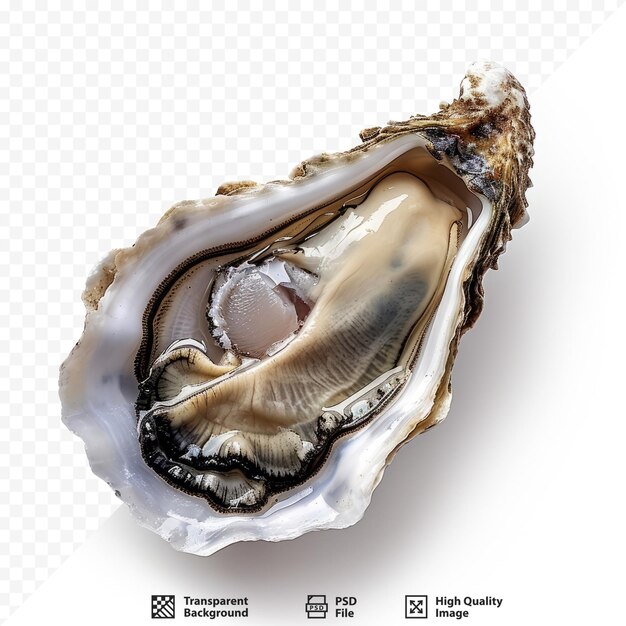 Oyster fresh gourmet