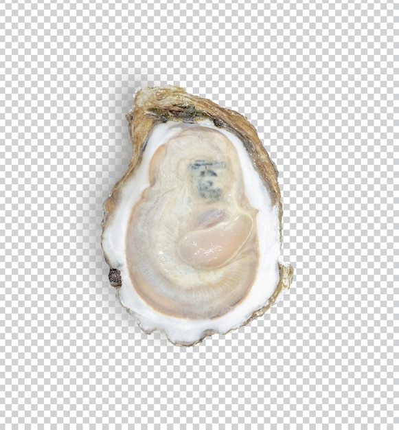 PSD oyster isolated premium psd top view