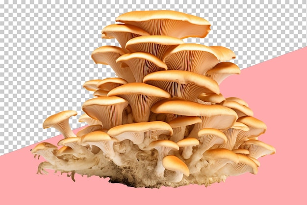 PSD oyster mushroom cluster transparent background