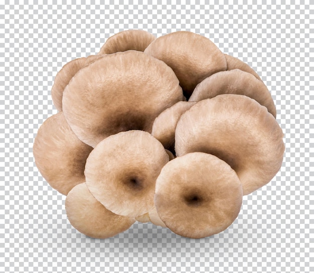 PSD oyster mushroom isolated premium psd