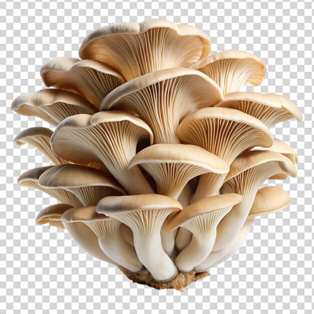 PSD oyster mushroom isolated on transparent background