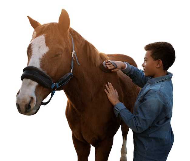 Paard klaar voor paardensport geïsoleerd