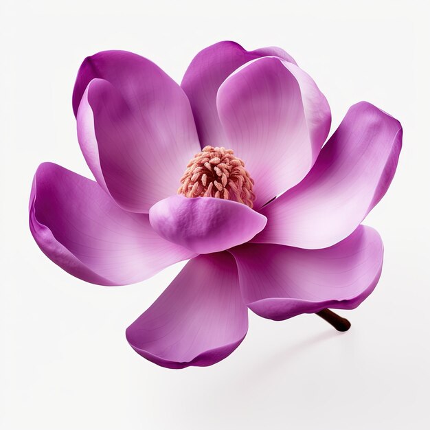 PSD paarse magnoliabloem