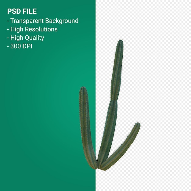 Pachycereus schottii 3d render isolato su sfondo trasparente