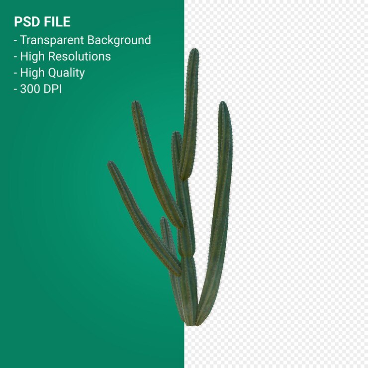 PSD pachycereus schottii 3d визуализации, изолированные на прозрачном фоне
