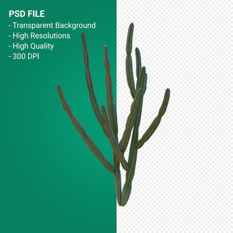 PSD pachycereus schottii 3d визуализации, изолированные на прозрачном фоне