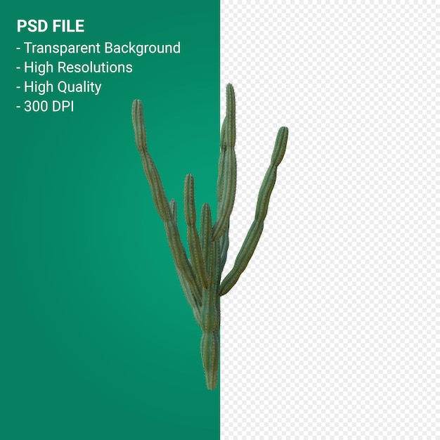 PSD pachycereus schottii 3d render isolato