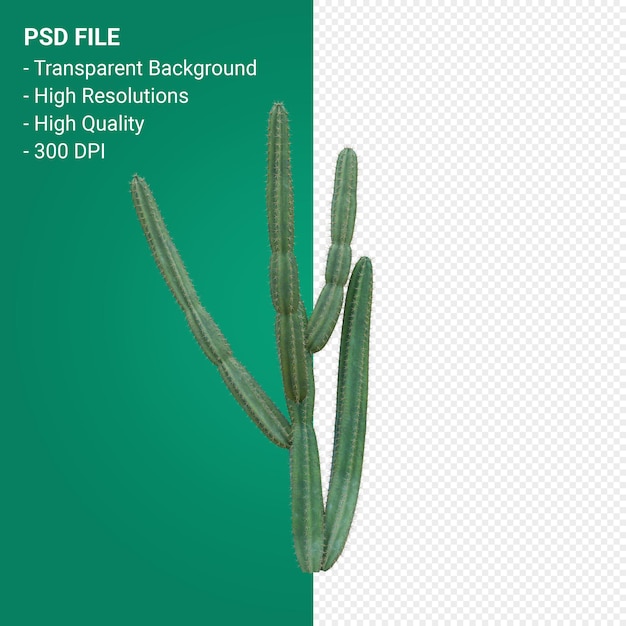 PSD pachycereus schottii 3d render isolated