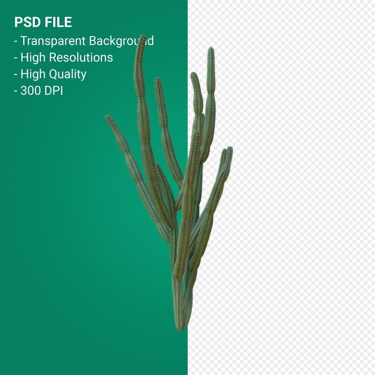 PSD pachycereus schottii 3d 孤立的渲染方式