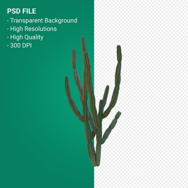 PSD pachycereus schottii renderowania 3d na białym tle