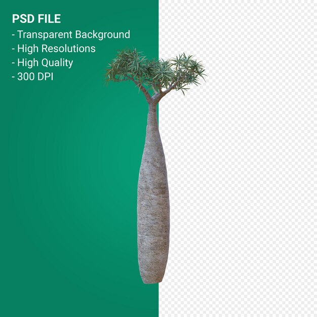 Pachypodium geayi 3d render geïsoleerd op transparante achtergrond